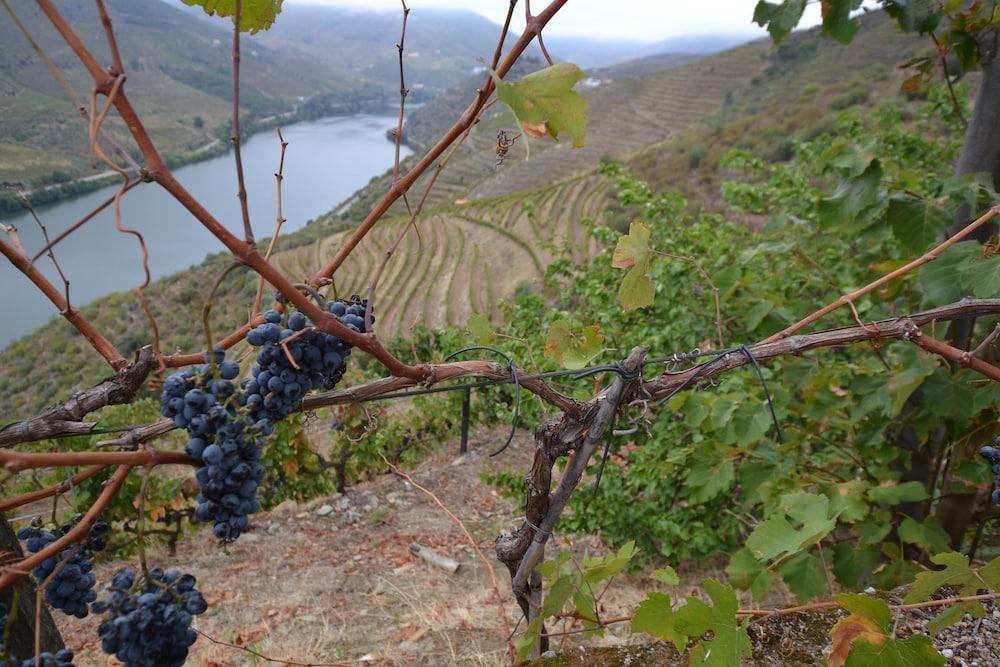 Quinta Da Veiga Bed & Breakfast Covas do Douro Exterior photo